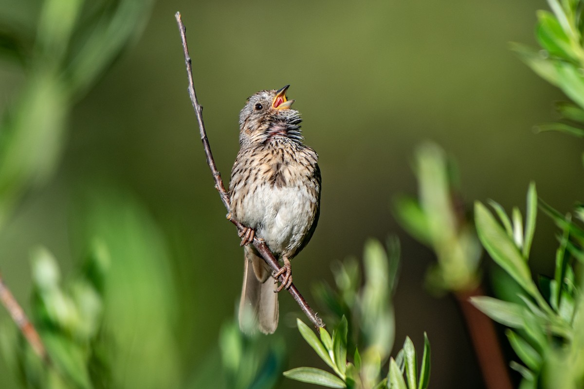 Lincoln's Sparrow - Jeff Langford