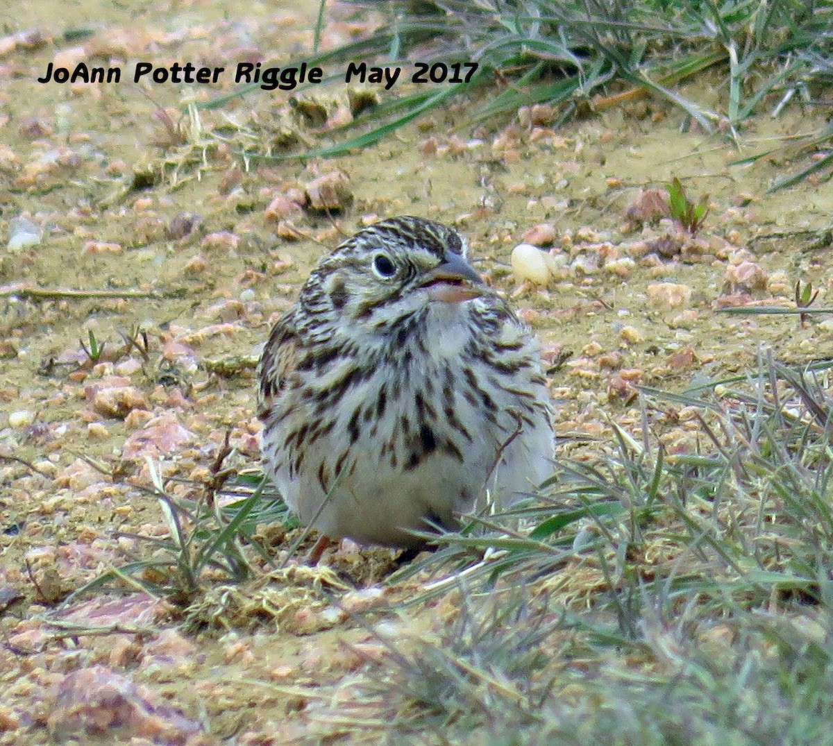Vesper Sparrow - ML59349571