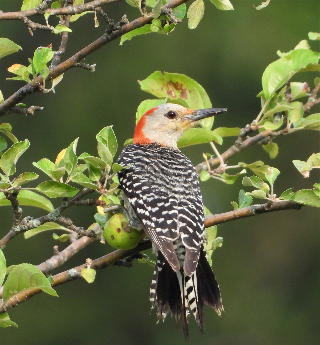 Red-bellied Woodpecker - ML593495811