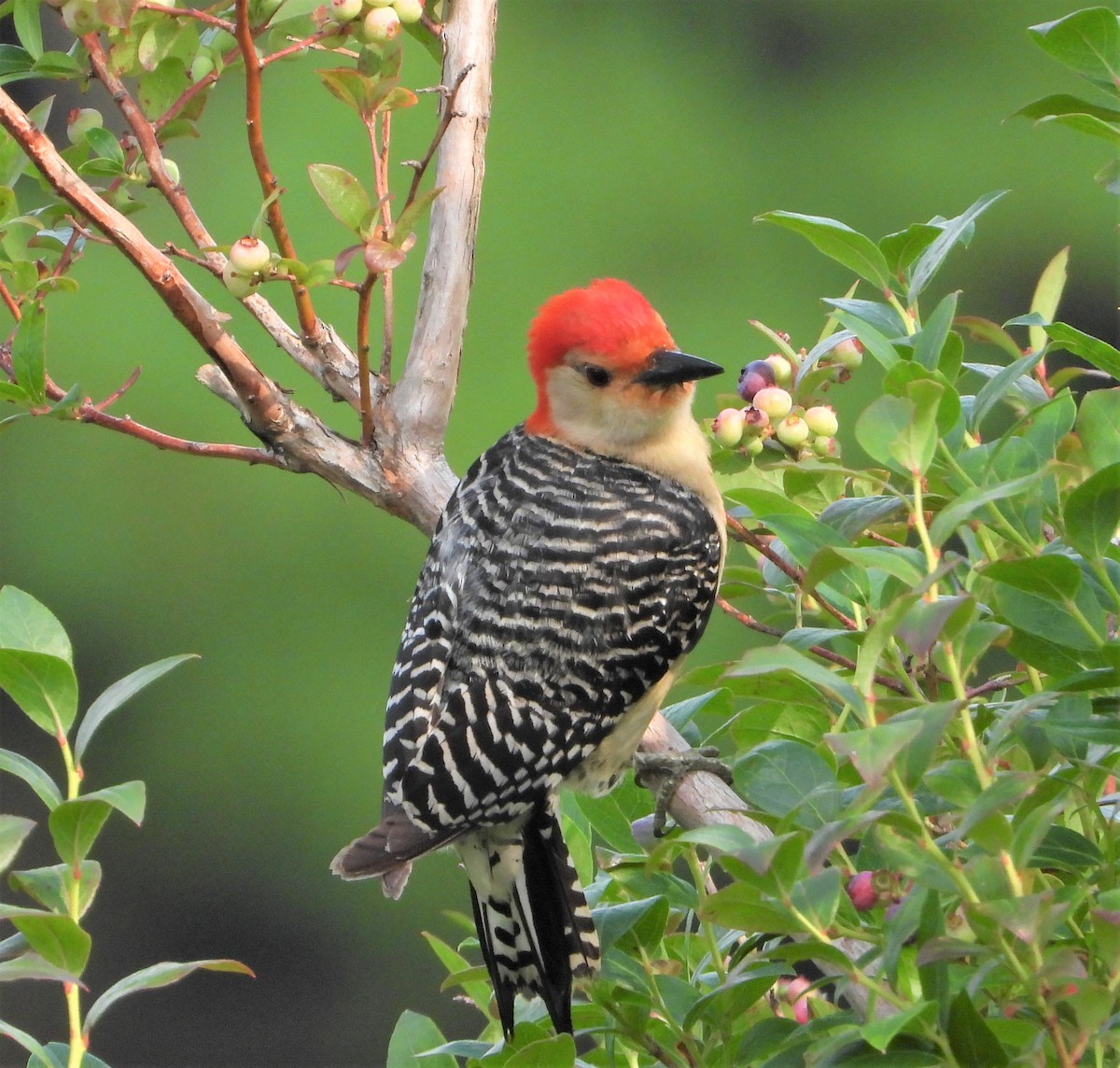 Red-bellied Woodpecker - ML593495831
