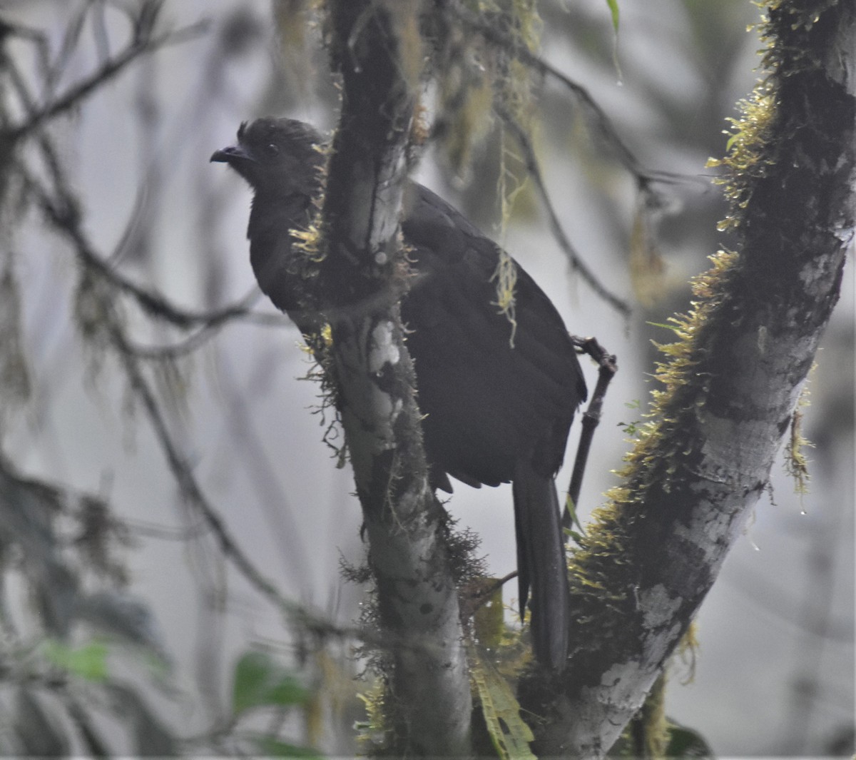 Sickle-winged Guan - ML593495981
