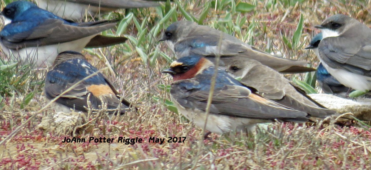 Cliff Swallow - JoAnn Potter Riggle 🦤