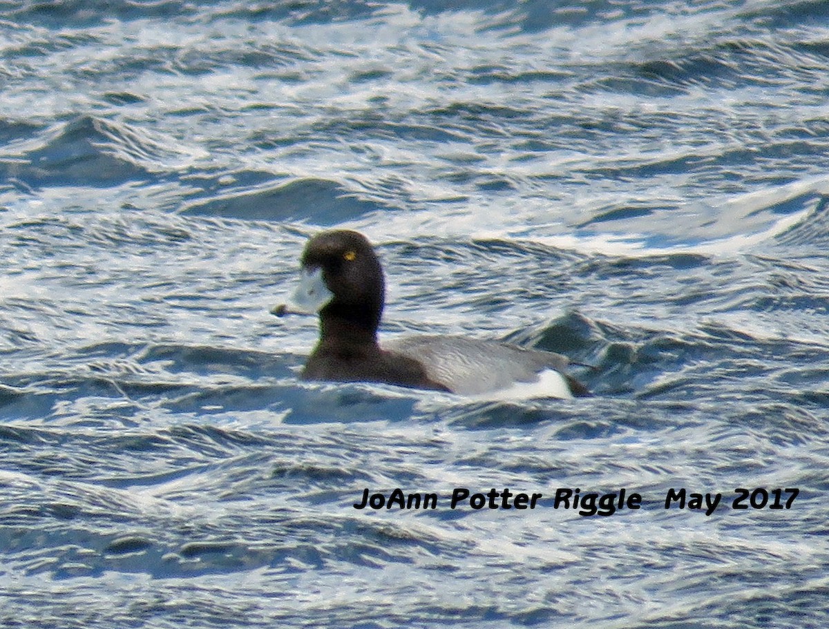 Greater Scaup - ML59349851