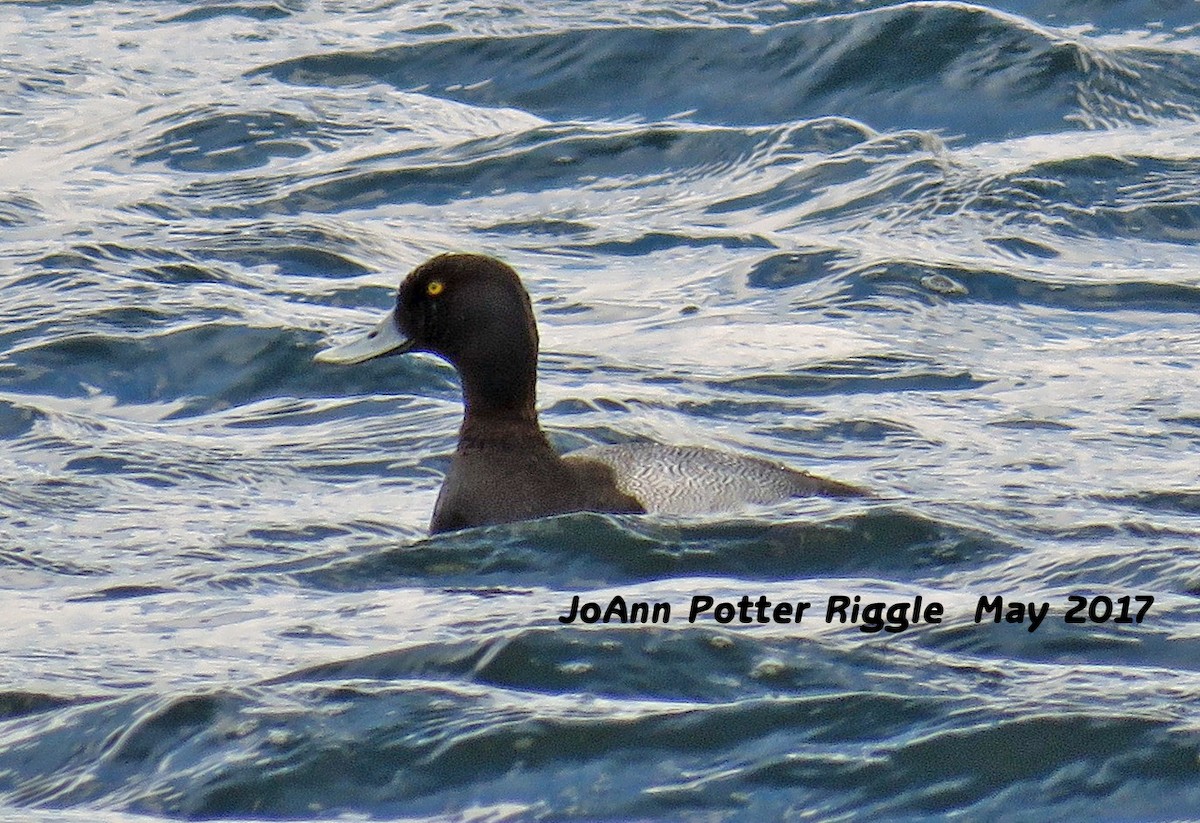 Greater Scaup - ML59349861