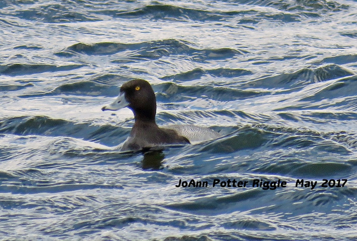 Greater Scaup - ML59349871