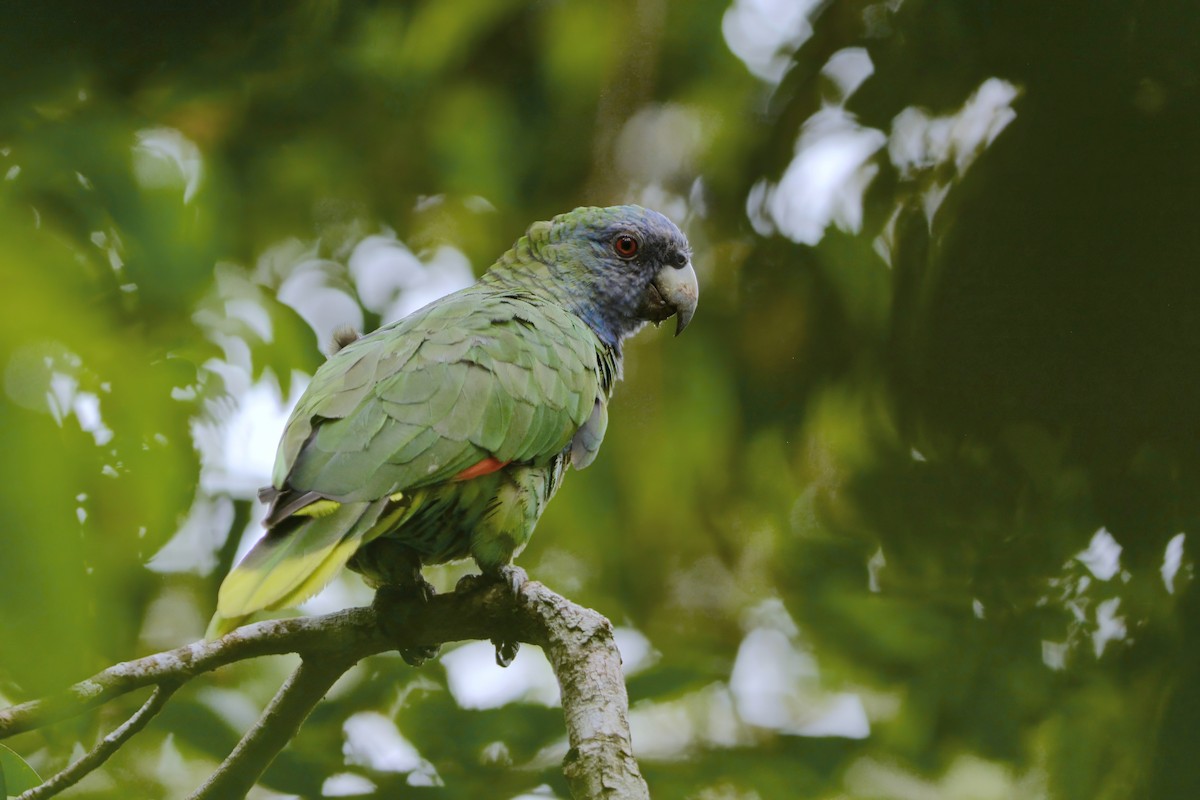 Red-necked Parrot - David Hollie