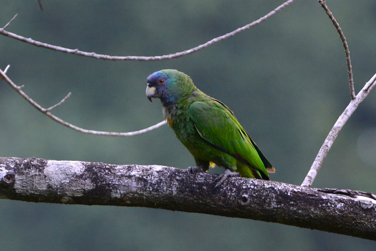 Red-necked Parrot - David Hollie