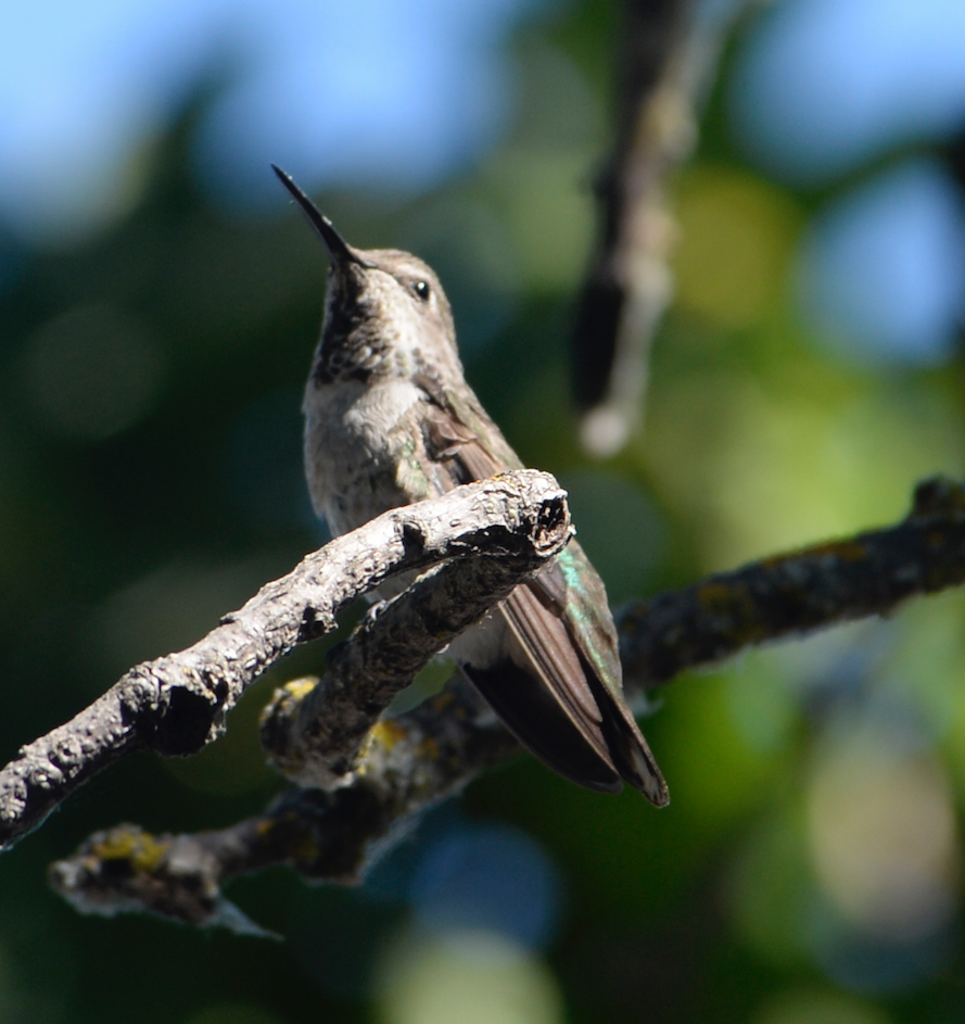 Anna's Hummingbird - ML593500791