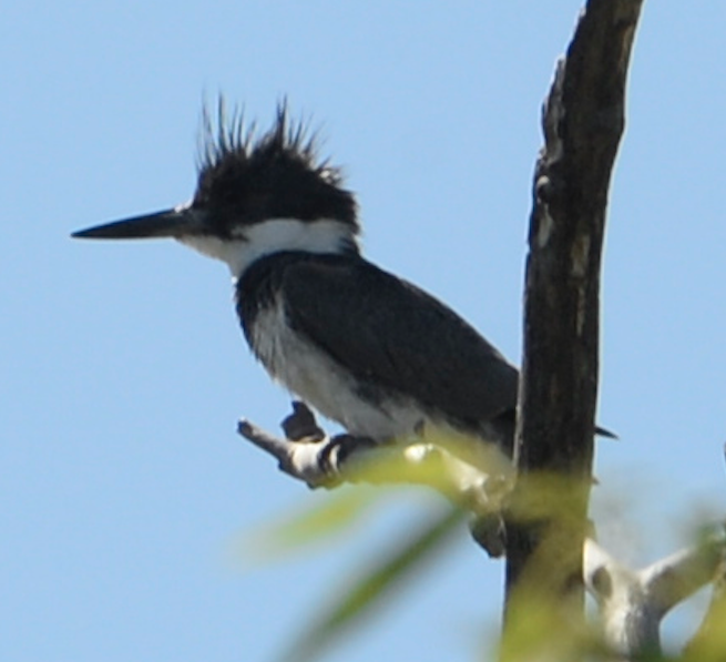 Belted Kingfisher - ML593501011