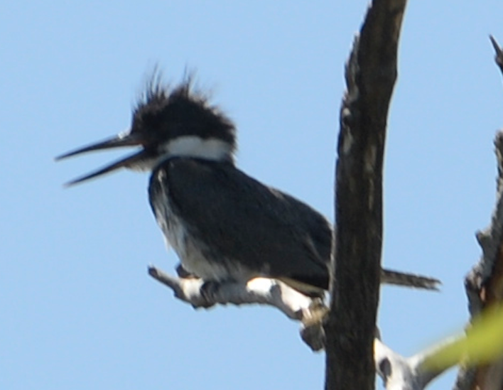 Belted Kingfisher - ML593501021