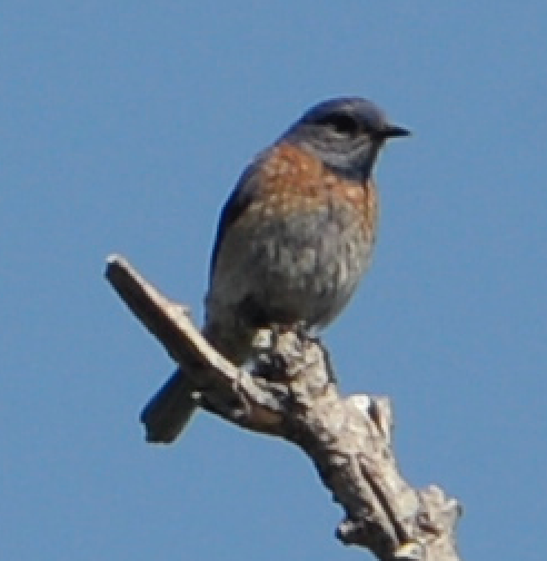 Western Bluebird - ML593501521