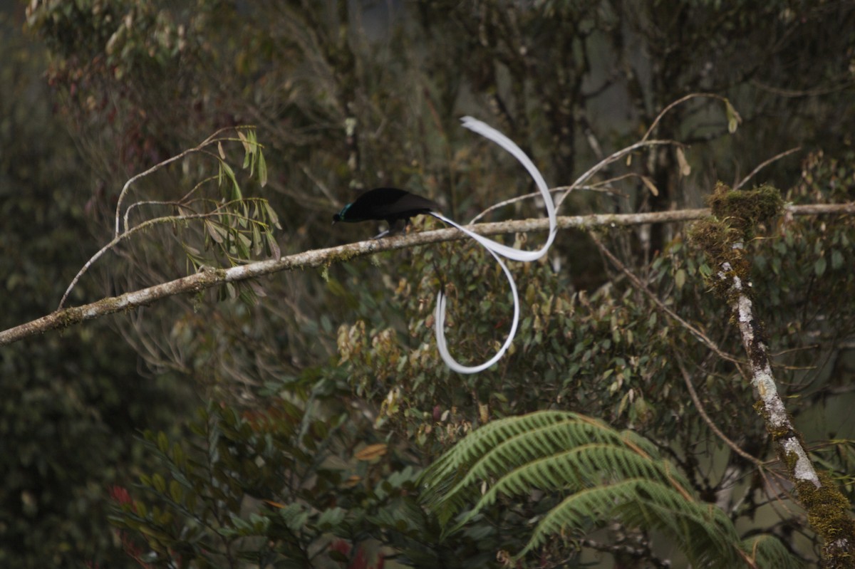 Ribbon-tailed Astrapia - Tim Laman