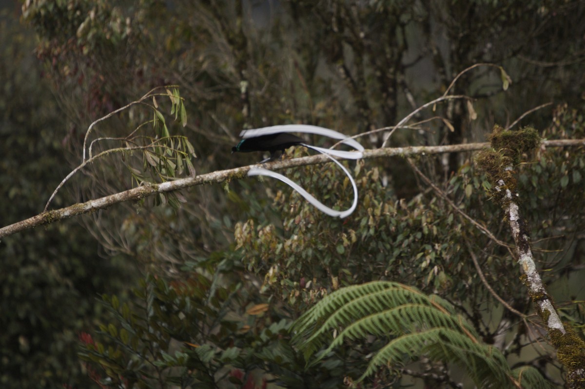Ribbon-tailed Astrapia - ML59350351