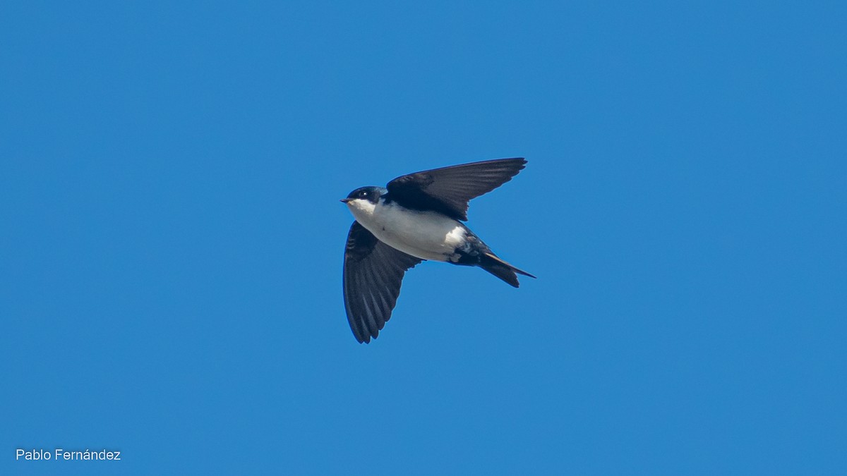 Blue-and-white Swallow - Pablo Fernández