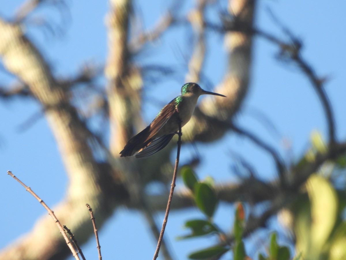 Wedge-tailed Sabrewing (Wedge-tailed) - bob butler