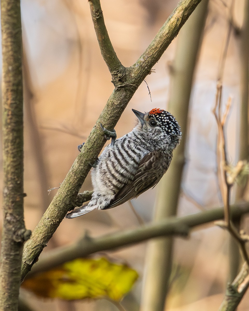 White-barred Piculet - ML593512151