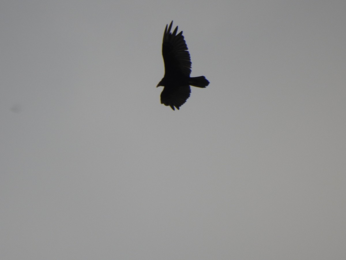 Turkey Vulture - ML593516181