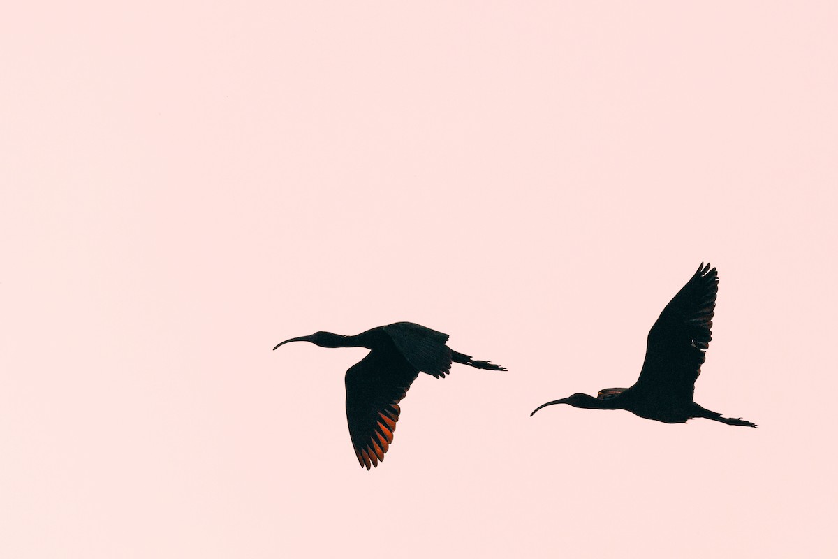 ibis americký - ML593518181