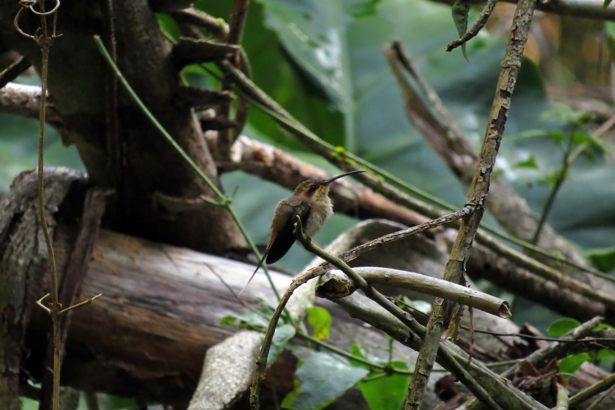 Гвианский колибри-отшельник - ML593519001