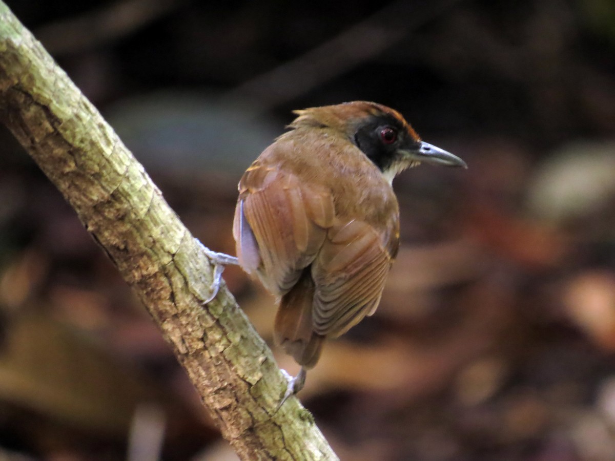 Ash-breasted Antbird - ML593519061