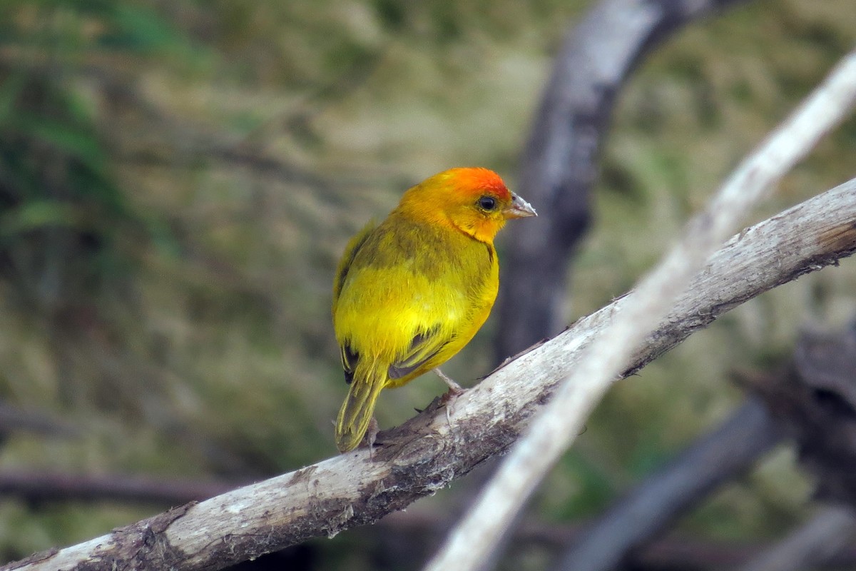 Orange-fronted Yellow-Finch - ML593519171