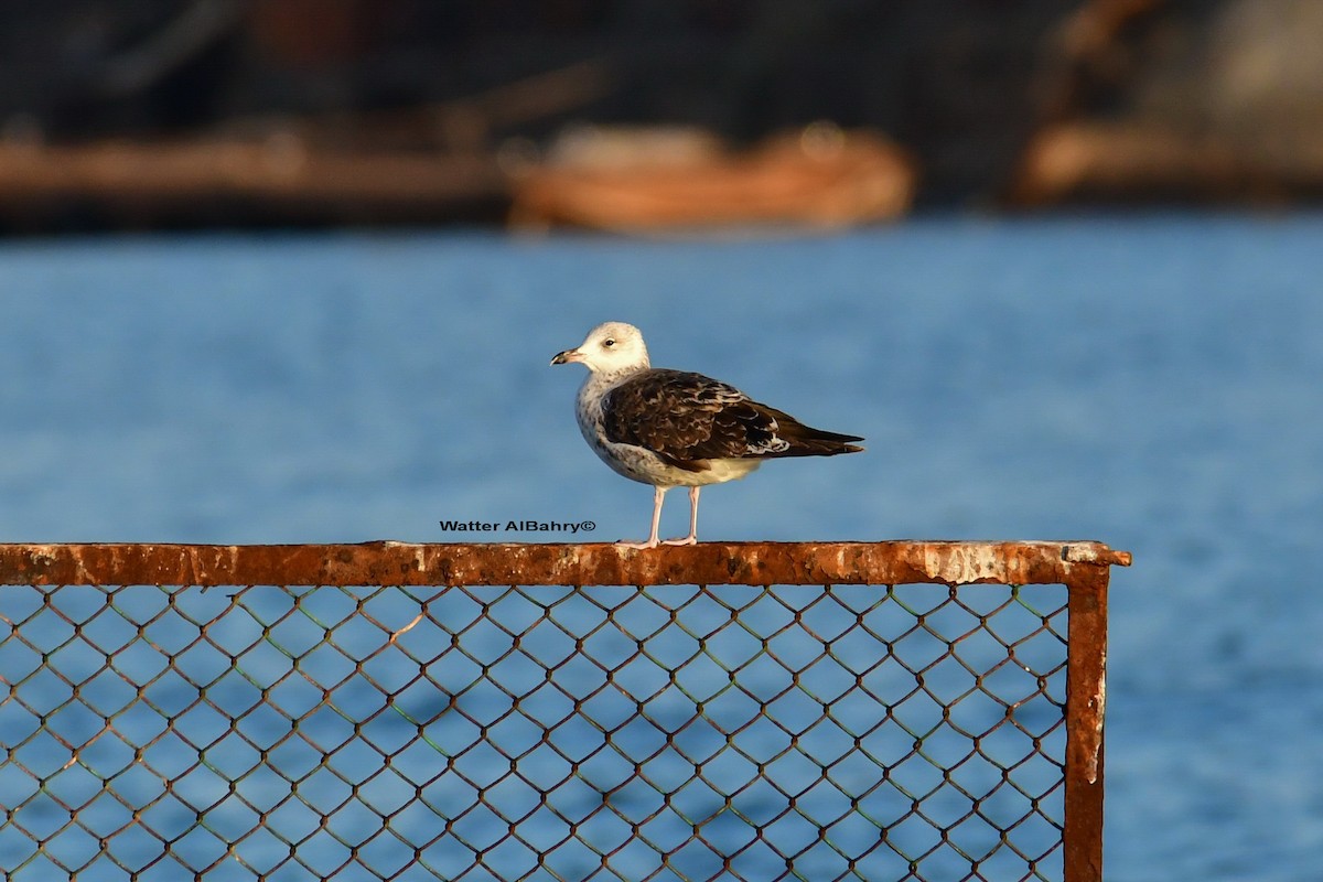 Lesser Black-backed Gull (fuscus) - ML593522351