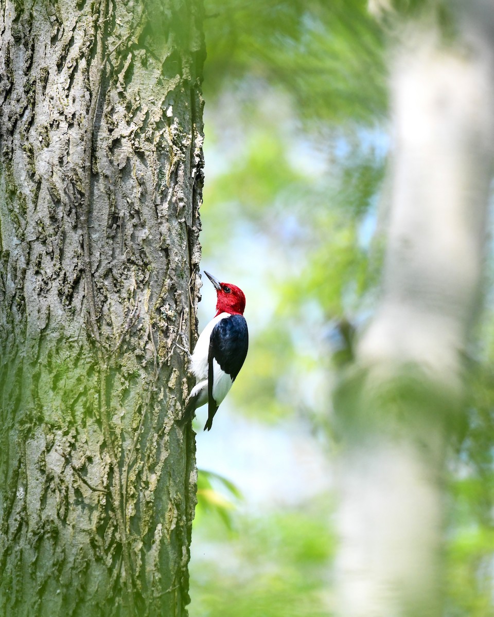 Red-headed Woodpecker - ML593522441