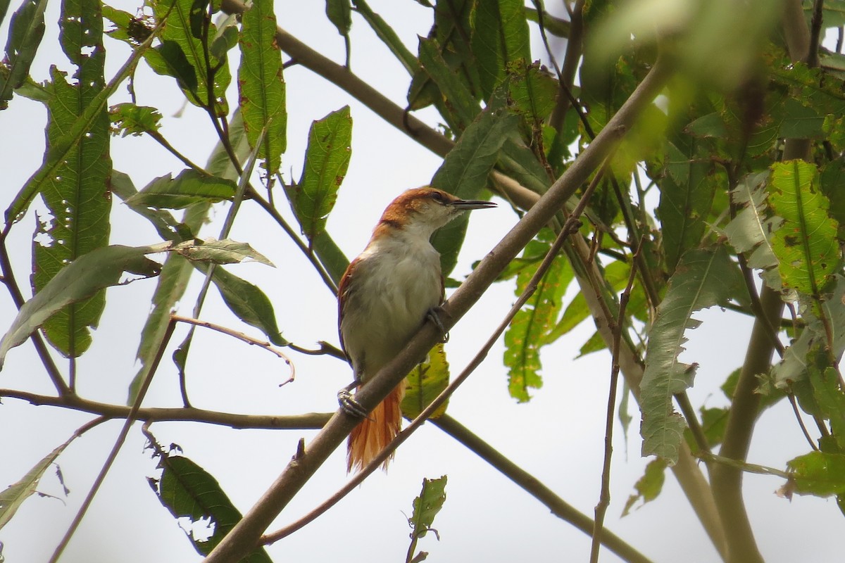 Red-and-white Spinetail - ML593522551