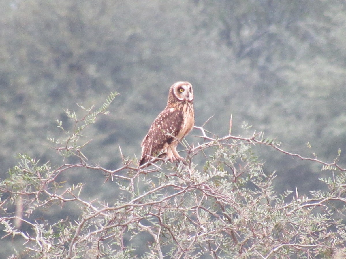Short-eared Owl - ML593526971