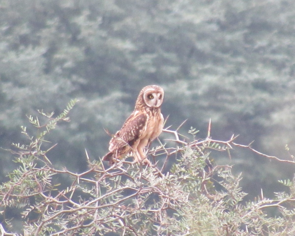 Short-eared Owl - ML593526981