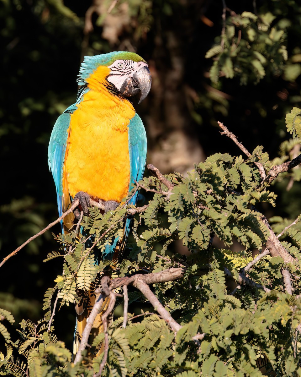 Blue-and-yellow Macaw - ML593527291