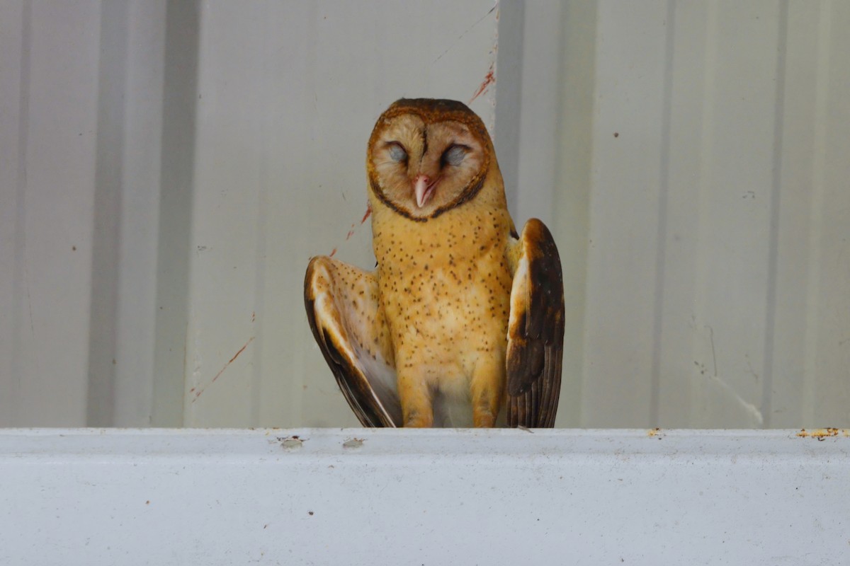 Barn Owl (Lesser Antilles) - ML593528921
