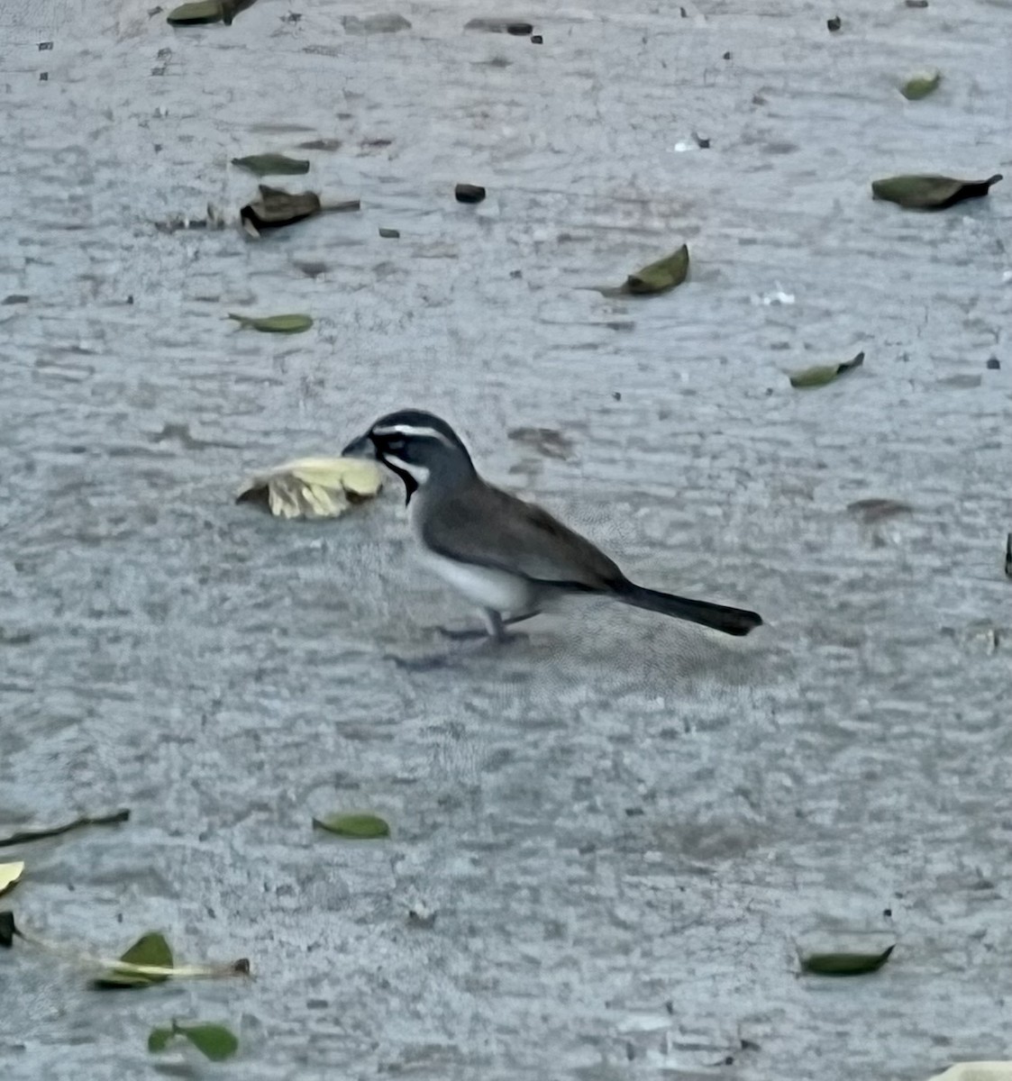 Black-throated Sparrow - ML593529381