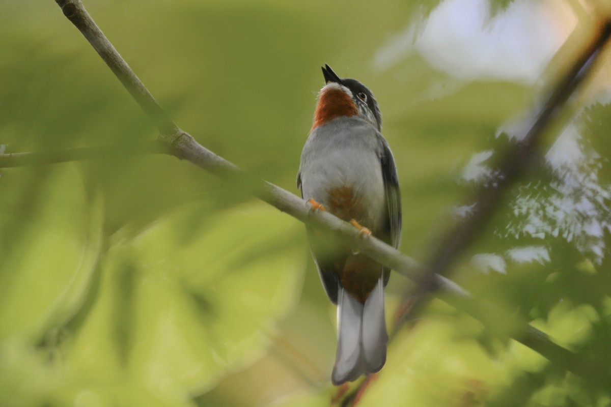 Rufous-throated Solitaire - ML593530051