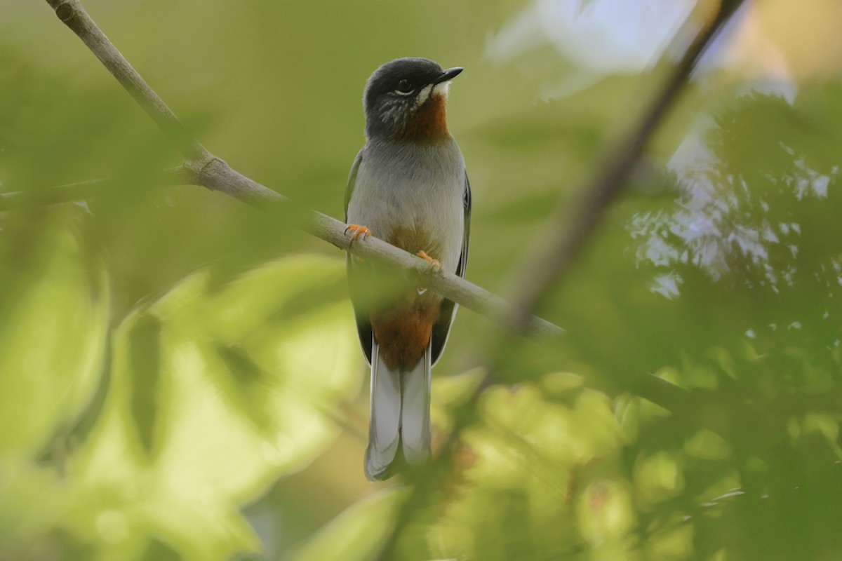 Rufous-throated Solitaire - ML593530061