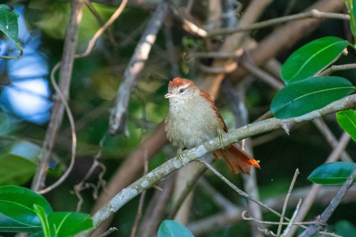 Rusty-backed Spinetail - ML593530291