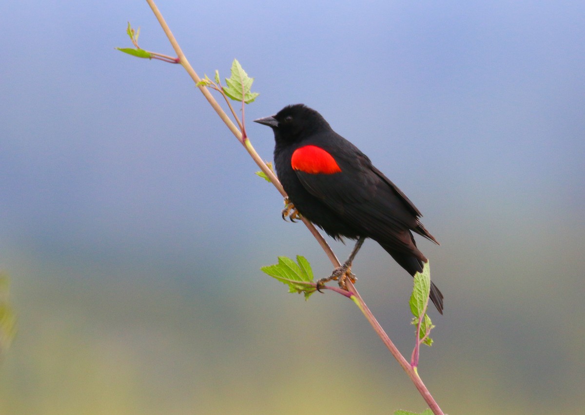 Red-winged Blackbird (California Bicolored) - ML59353041