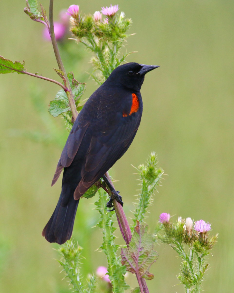 Red-winged Blackbird (California Bicolored) - Devin Griffiths