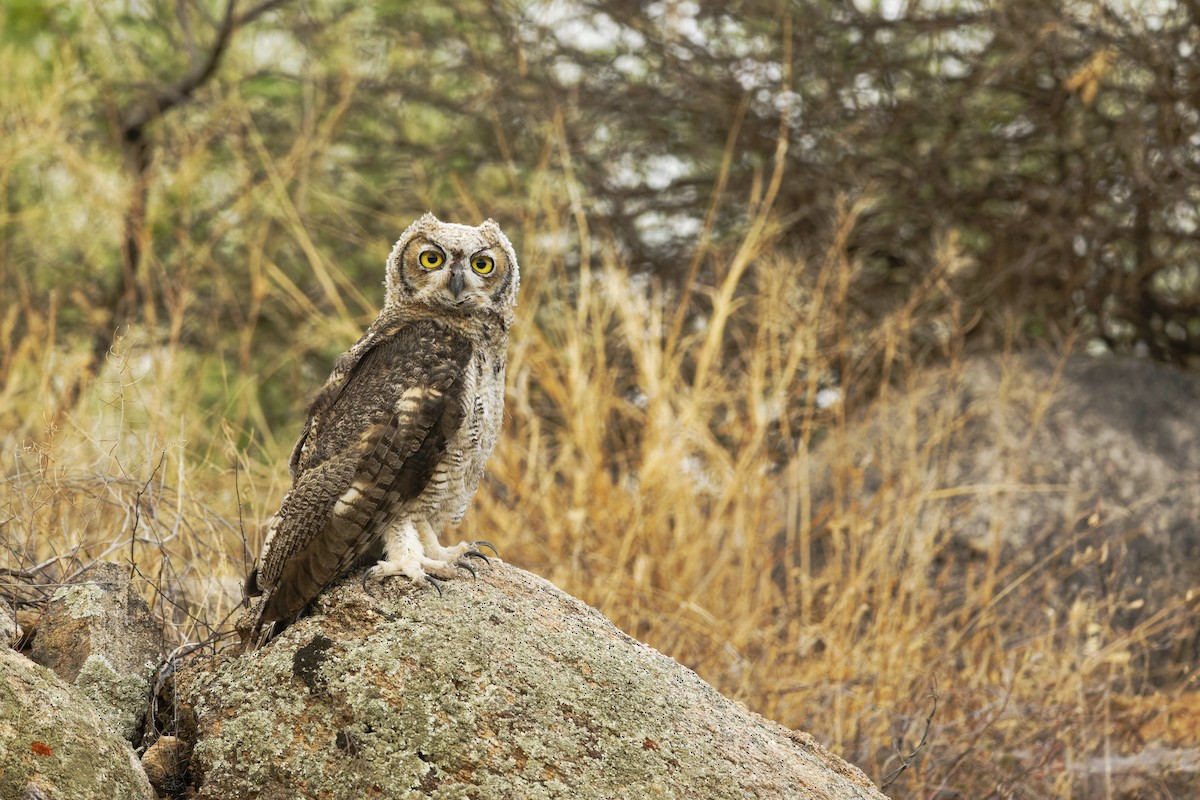 Great Horned Owl - ML593530581