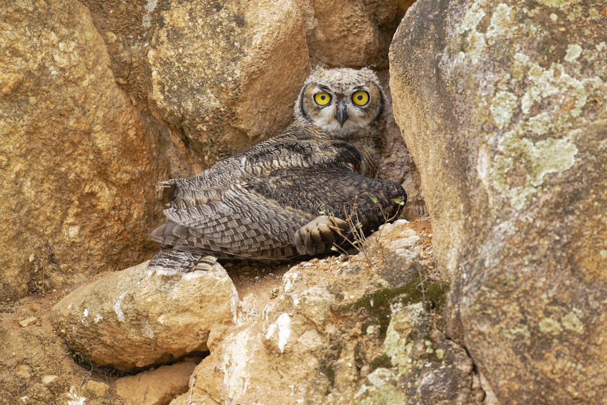 Great Horned Owl - ML593530611