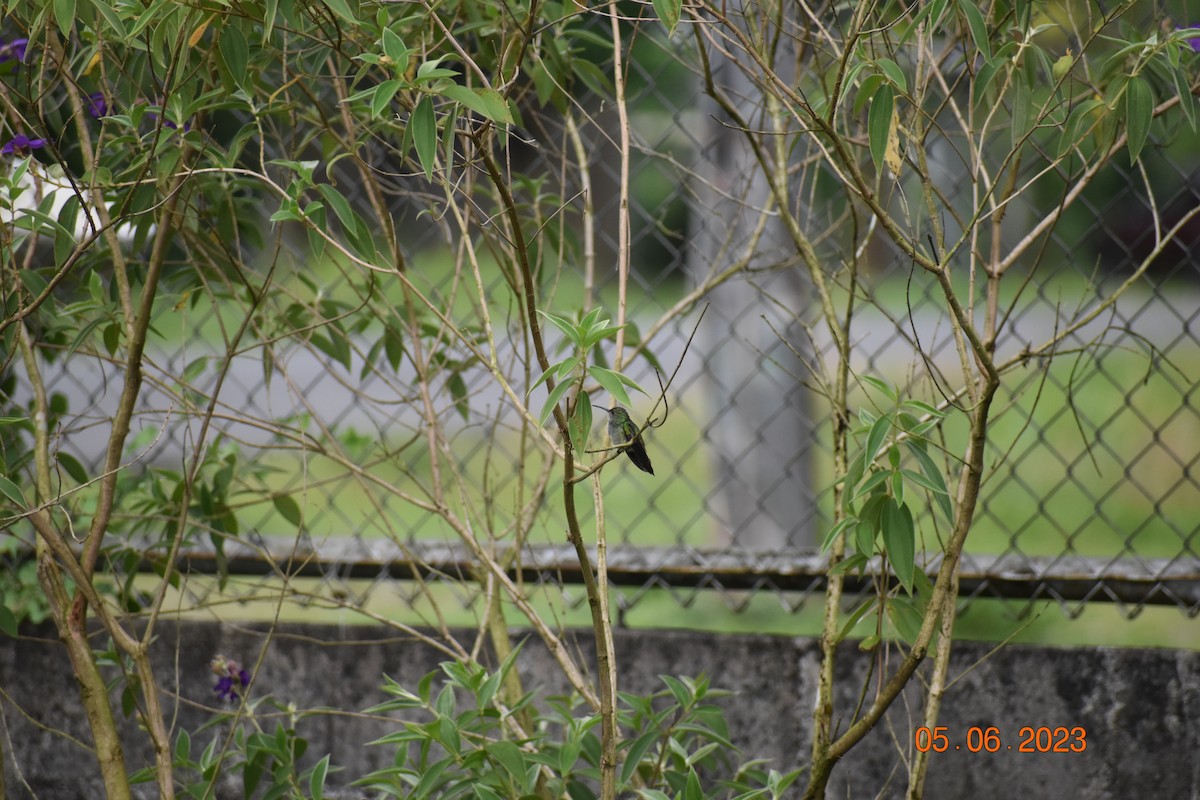 hummingbird sp. - ML593532201