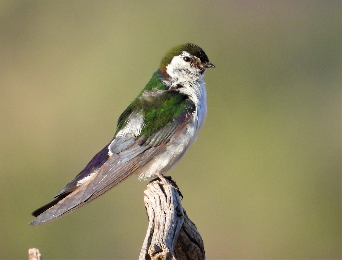 Violet-green Swallow - Lori Shuler