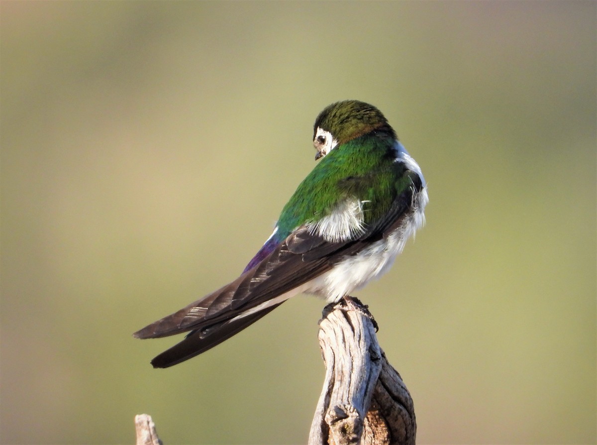 Violet-green Swallow - ML593534881