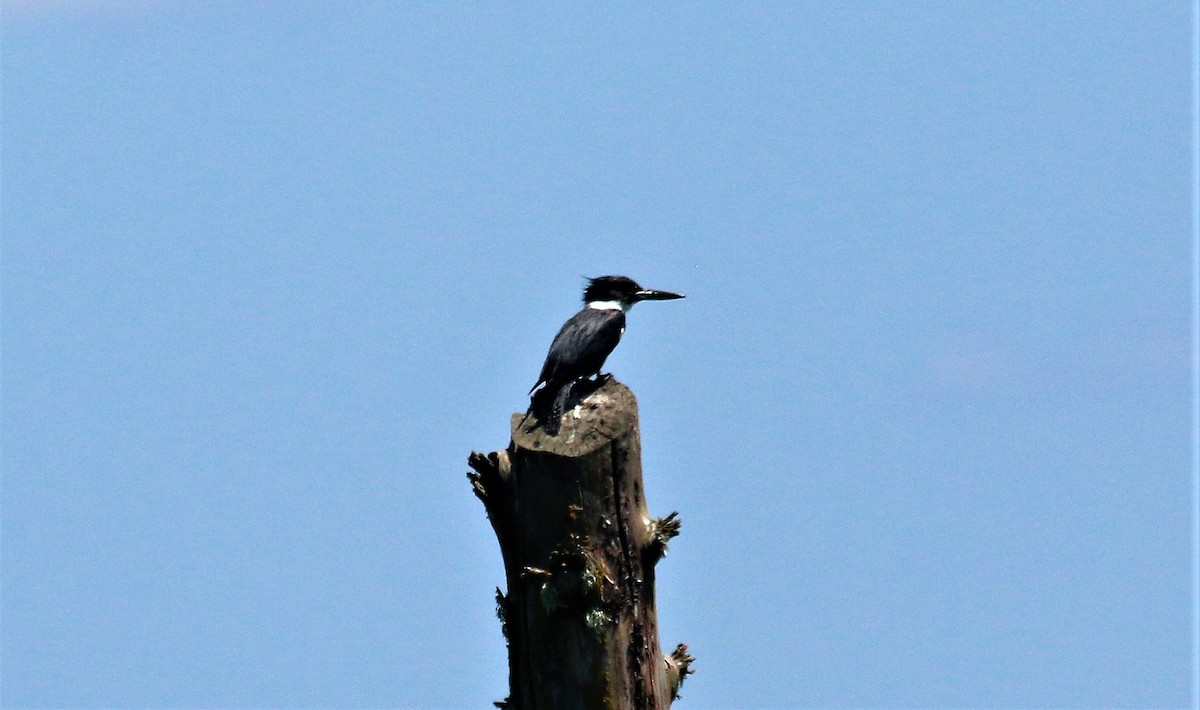 Belted Kingfisher - ML593534931