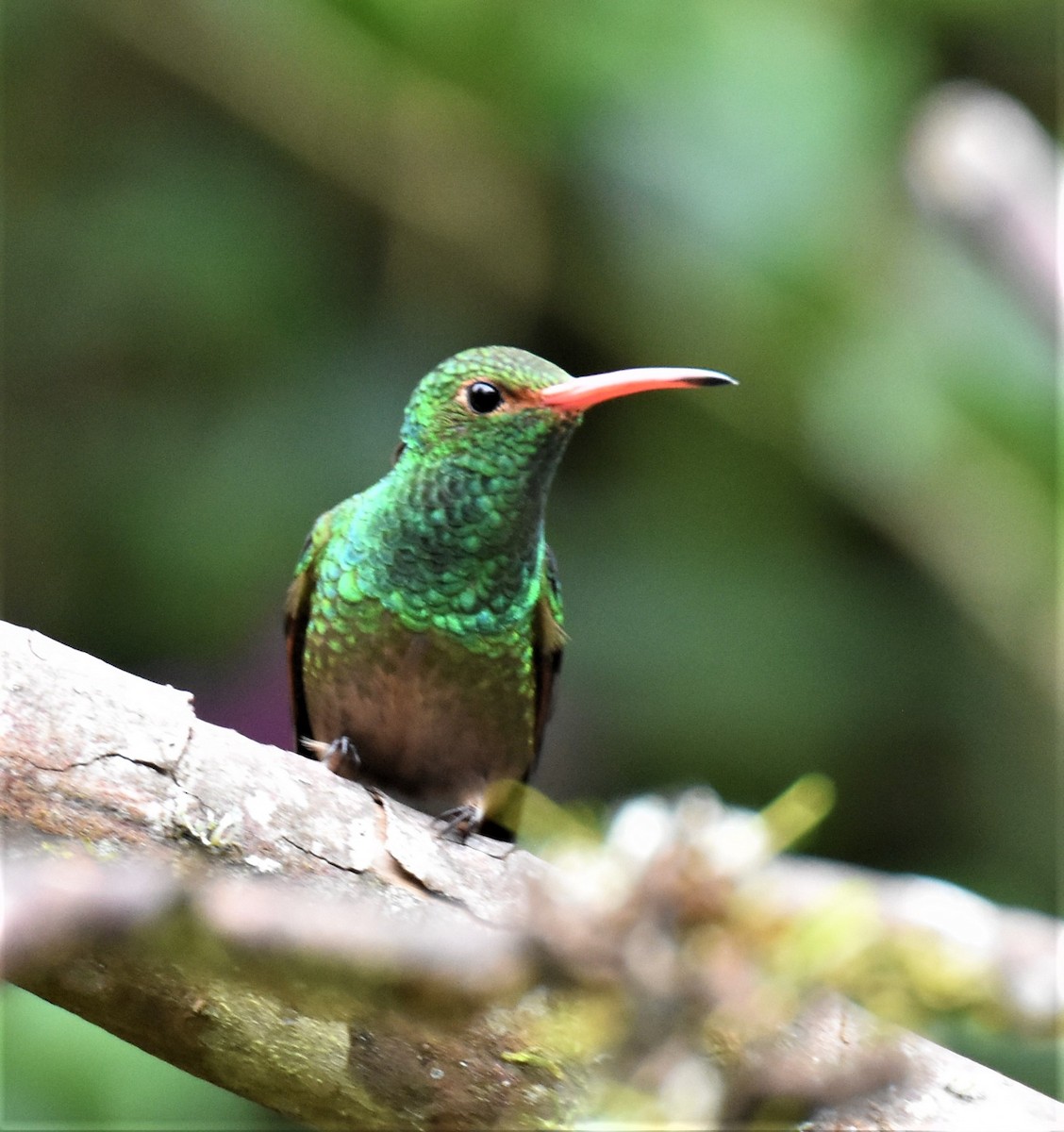 Rufous-tailed Hummingbird - Jerry Davis