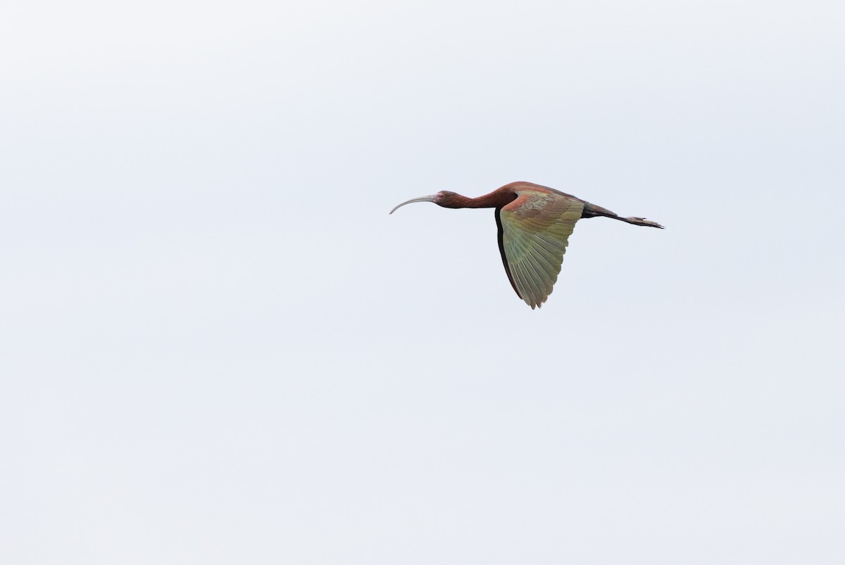 ibis americký - ML593539561