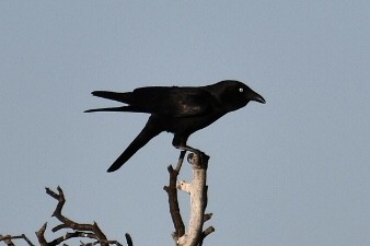 Little Raven - ML593549301