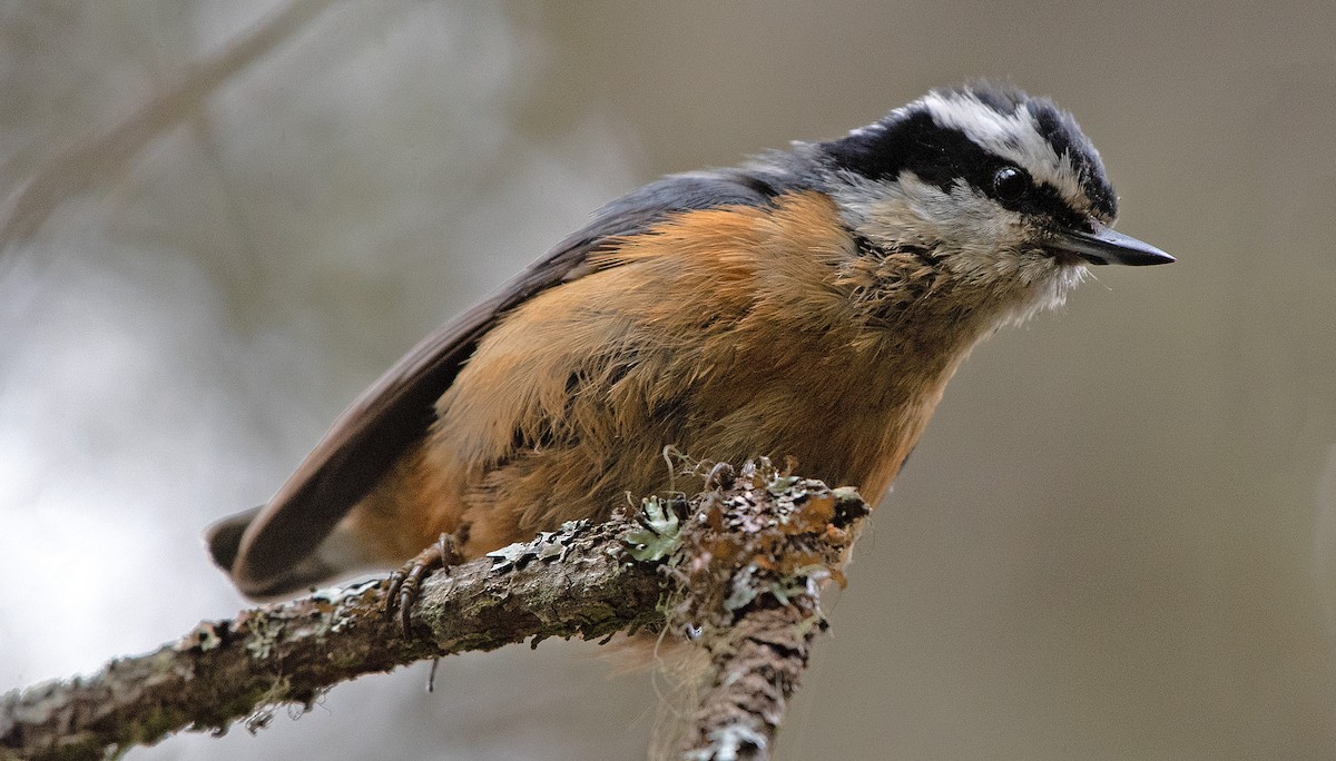 Red-breasted Nuthatch - ML593549361