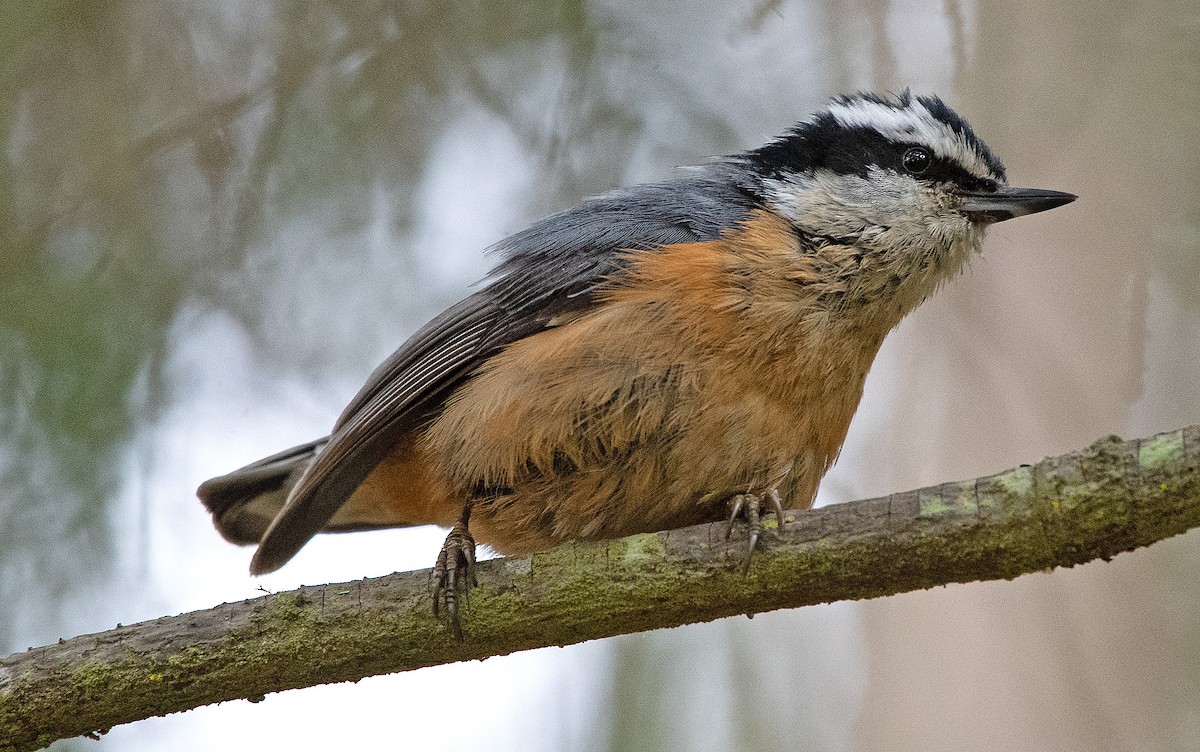 Red-breasted Nuthatch - ML593549371