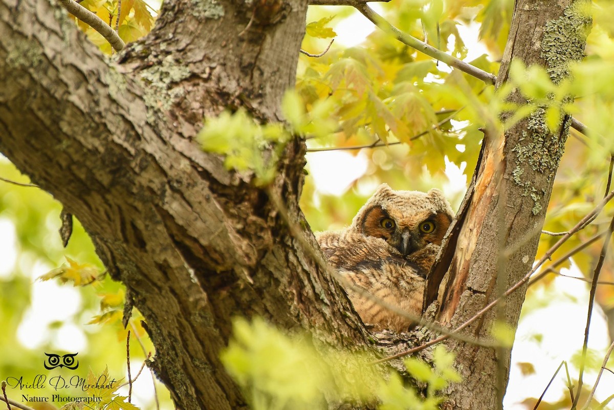 Great Horned Owl - ML59354971